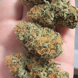Blueberry Widow